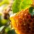 Propolis na trądzik – skuteczne naturalne wsparcie w leczeniu